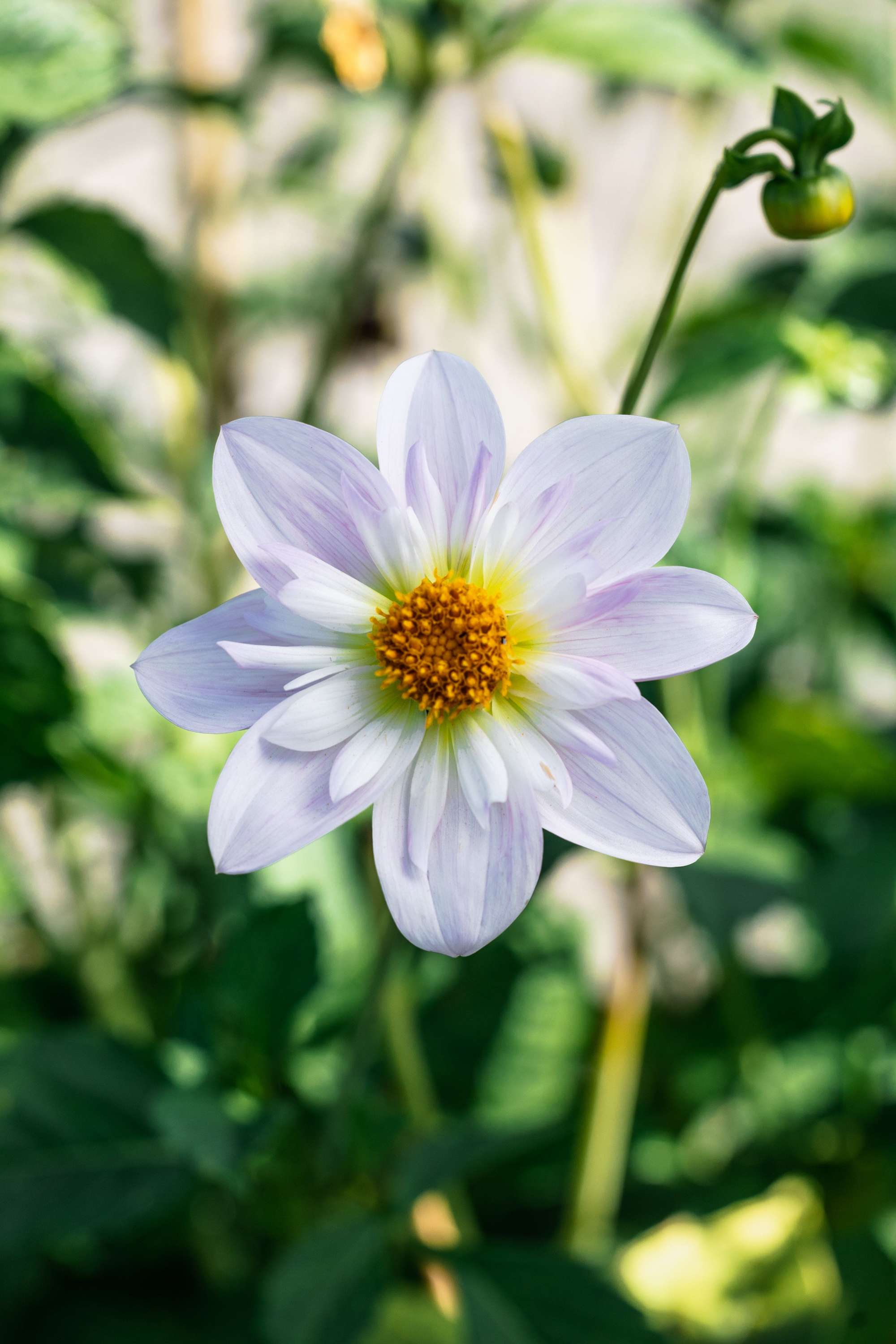 Dahlia 'Teesbrooke Audrey'